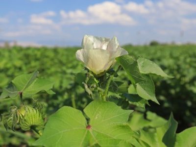 PG-48-a-51-Foto-01-Telefone