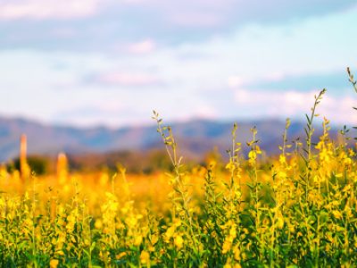 Panorama of Field Sunhemp (Crotalaria juncea ,Madras hemp) blooming in field. Tropical asian plant It bears yellow flowers and elongate, alternate leaves.