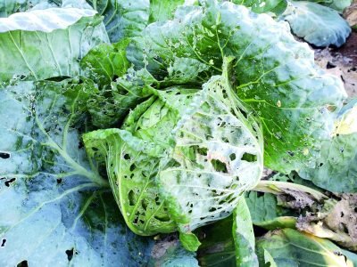 PG-50-a-51-Foto-01-Crédito-Welson-Perli