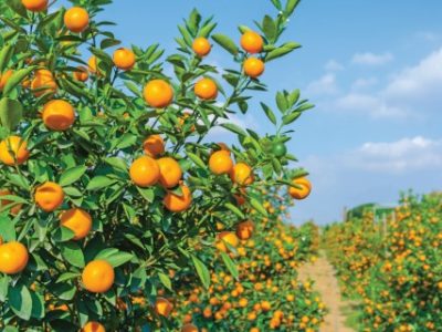 Vibrant orange citrus fruits on a Kumquat tree against blue sky