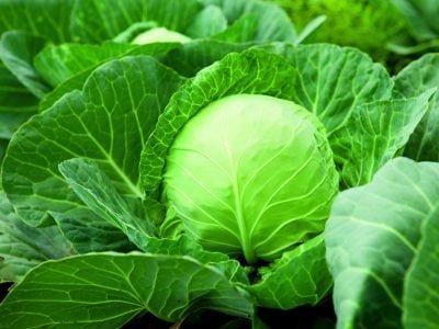 PG-50-a-51-Foto-02-Crédito-Shutterstock