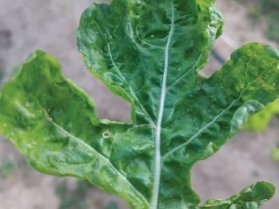 PG 51 - Foto 01 (Pequeno)