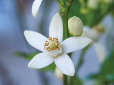 Citrus Aurantium small white flower of Bitter Orange tree, close up. Marmalade Orange or Citrus tree is ornamental, flowering plant in the rue family Rutaceae.