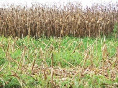 PG 52 a 54 - Foto 01 (Telefone)