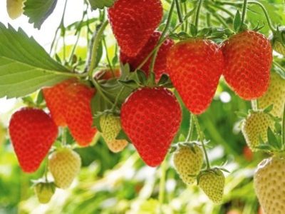 Harvesting of fresh ripe big red strawberry fruit in Dutch greenhouse