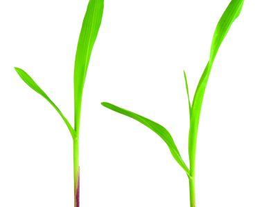 Silício é a solução contra toxidez causada pelo manganês?