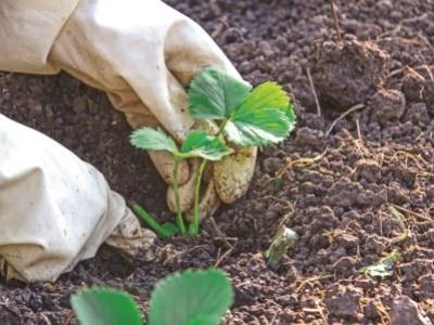 hands in gloves plant a strawberry sprout in the ground, weeding, seedlings, dacha, farming.