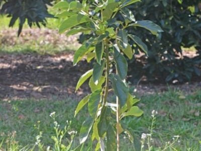 Fotos: Campo de Ouro