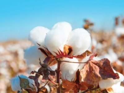 PG 55 a 59 - Foto 01 (Telefone)