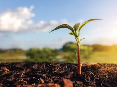 Avocado,Seedlings,Are,In,Pots,In,Black,Soil.,Placed,Outdoors