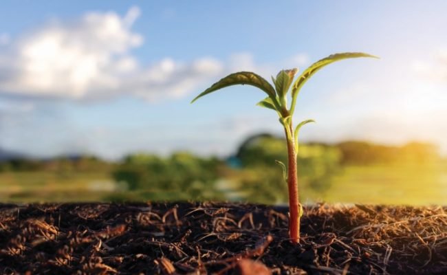 Avocado,Seedlings,Are,In,Pots,In,Black,Soil.,Placed,Outdoors