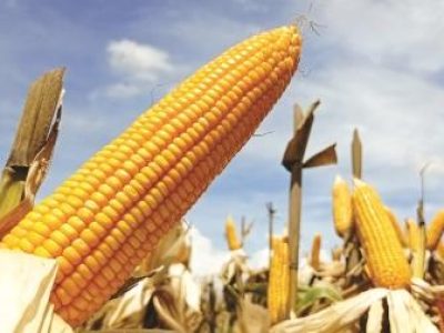 Ripe corn cob on the corn field.