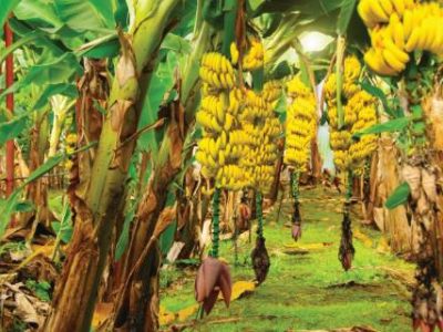 Ripe yellowing bananas hang in clusters on banana plantations. Industrial scale banana cultivation for worldwide export