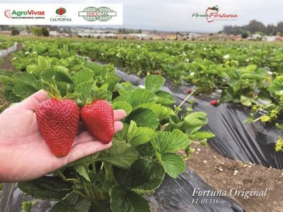 PG-58-a-59-Foto-01-1