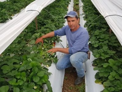 Mudas de morango: Por onde tudo começa