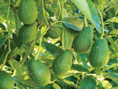 Closeup of cultivated ripe avocado fruits, Persea americana, hanging heavily from tree ready to be harvested as an agricultural crop