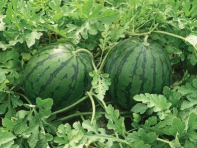 PG 58 a 60 - Foto 01 (Telefone)