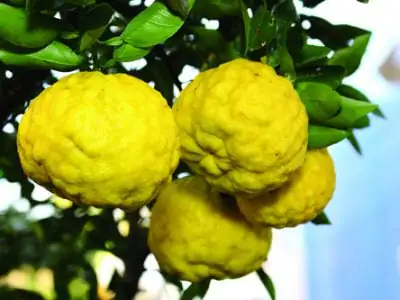 Yuzu in Japan.citrus junos