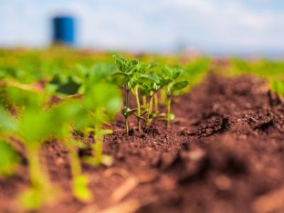 Maringa/parana/brazil,-,November,3,2020:,Soy,Plant,Leaf,Closeup,Plantation