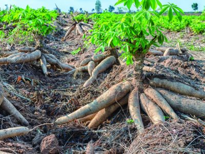 PG 60 a 61 - Foto 01