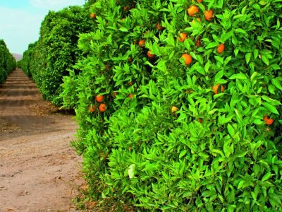 PG-60-a-61-Foto-01-1