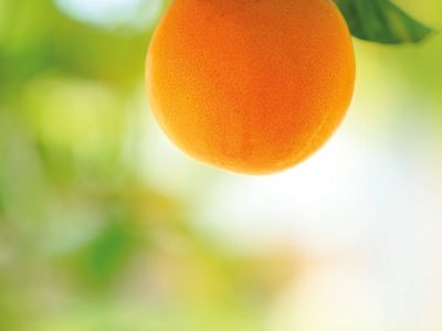 Fundecitrus lança nova ferramenta contra pragas e doenças