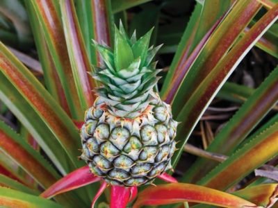 PG 60 a 61 - Foto 01 (Pequeno)