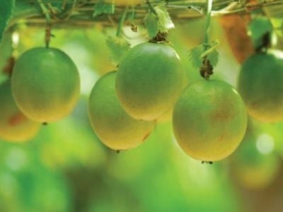 PG 60 a 61 - Foto 01 (Telefone)