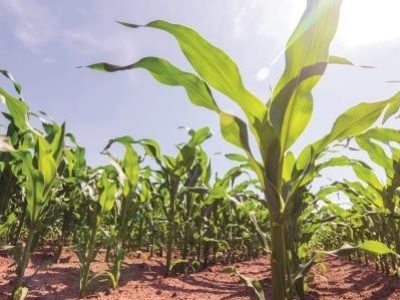 Green corn growing on the field. Green Corn Plants.
