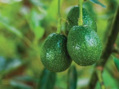 PG 61 - Foto 01 (Telefone)