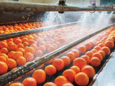 The process of washing and cleaning of citrus fruits in a modern production line