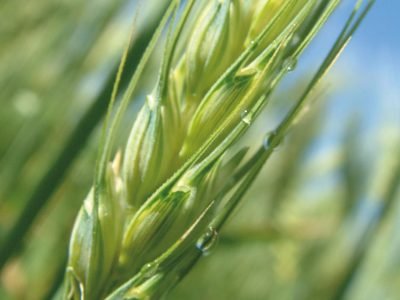 Quais os avanços em melhoramento do trigo no Brasil?