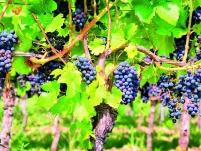 PG-63-Foto-01-Crédito-Shutterstock