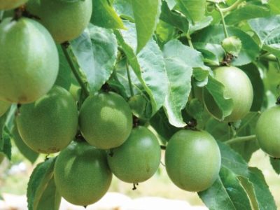 Agriculture field, passion fruit is nutrition Vietnam fruit, rich vitamin C, healthy food, creeper with full of passionfruit, beautiful flower on farm