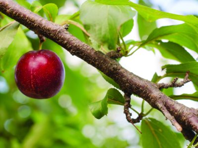 Ripe blue plum on the plum tree with nature blurred background.
