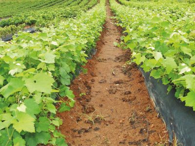 Quais os benefícios do mulching para a produção de uvas de mesa?