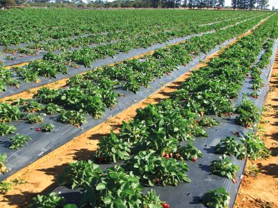 Trichoderma: Qual o correto manejo de nematoides do morangueiro?