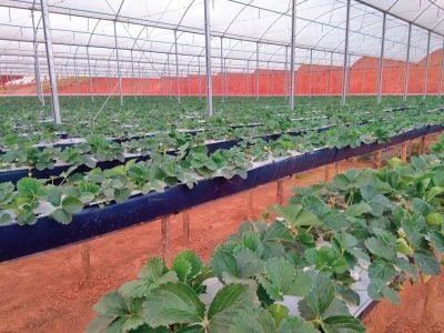 Calhas: Viabilidade na produção de morango