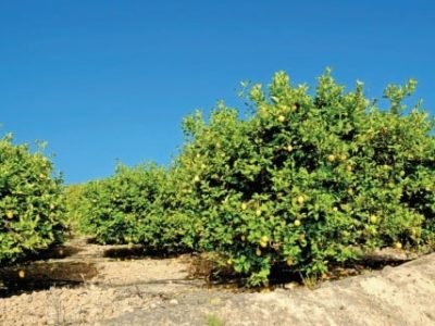 PG 64 a 66 - Foto 02 (Telefone)