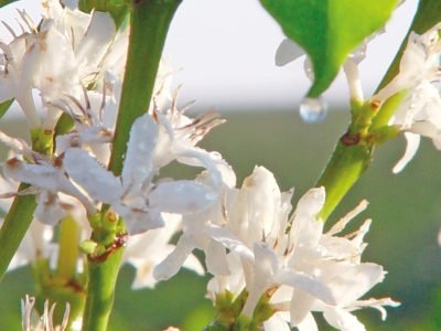 Como fazer o manejo do estresse hídrico para uniformização da florada?