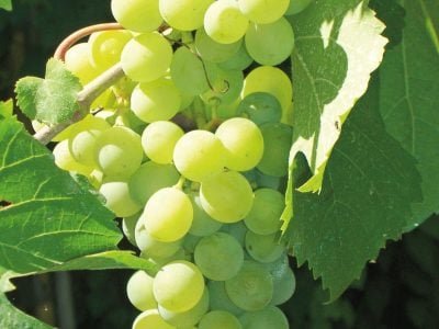 Cálcio é determinante na qualidade da uva?