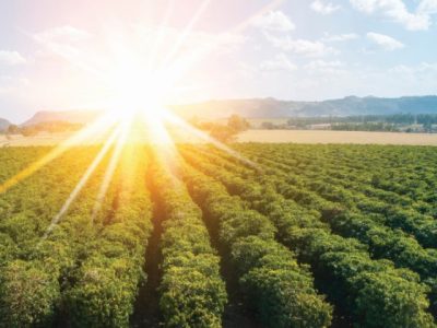 Young farmer woman checking out her coffee plantation. Brazilian farmer. Agronomist's day.