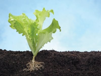 PG 66 a 68 - Foto 01 (Médio)