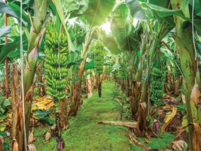 Banana farms and plantations inside greenhouses. Banana grass grown on an industrial scale. Palm trees with bunches of fruits ripening for sale on the market