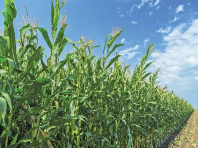 Corn maize green stems unripe on field