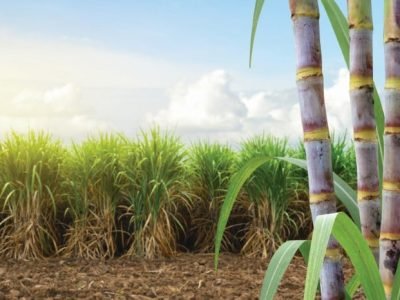 Sugar cane stalks with sugar cane plantation background.