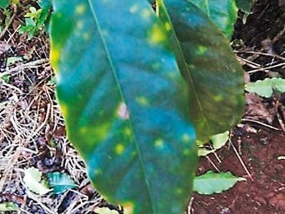 Como é a Leprose diferenciada em cafeeiros no Norte de Minas?