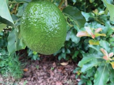 PG-68-a-69-Foto-02-Telefone