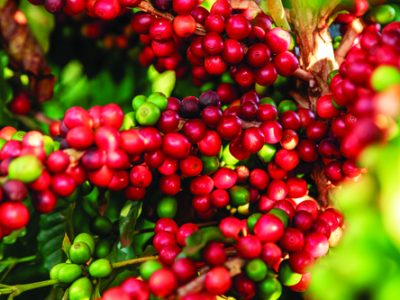Closeup of coffee fruit in coffee farm and plantations in Brazil