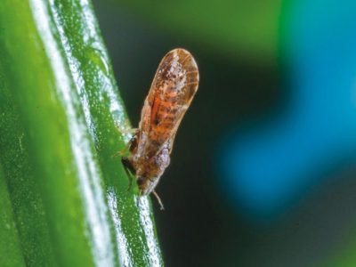 Psilídeo: Pesquisa identifica o volume de calda ideal